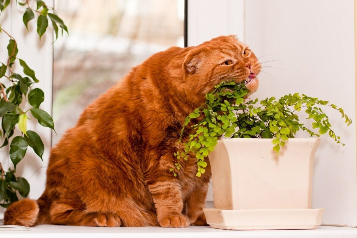 Эти 11 домашних растений – «убийцы» котов. Узнали, чем их заменить -  Telegraf.news