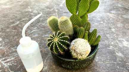 Как понять, что кактус пора поливать? Воспользуйтесь пальцем