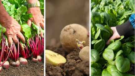 Что белорусам посадить на огороде под зиму? Урожай этих 11 овощей и зелени можно получить уже в мае