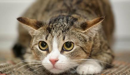 Правда ли, что кошки чувствуют собственную смерть? Эксперты объяснили, на что нужно обращать внимание