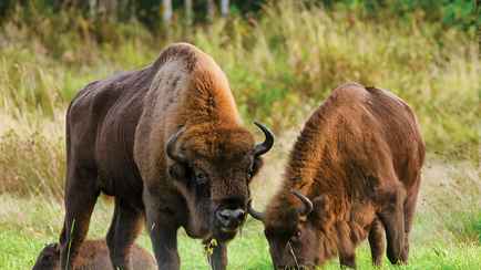 «Опыт Африки» — БООР предложило награждать белорусских охотников, которые убьют зубров