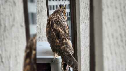 «Хороший знак» — В центре Минска средь бела дня сняли на видео ушастую сову