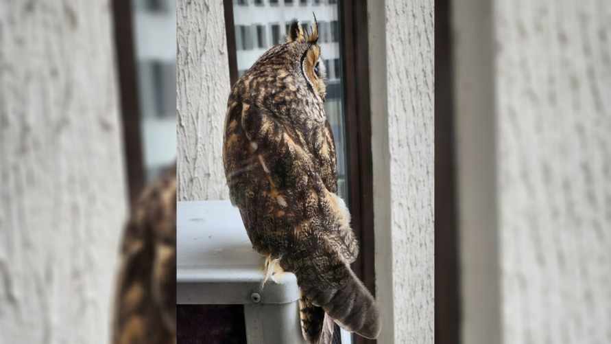 «Хороший знак» - В центре Минска средь бела дня сняли на видео ушастую сову