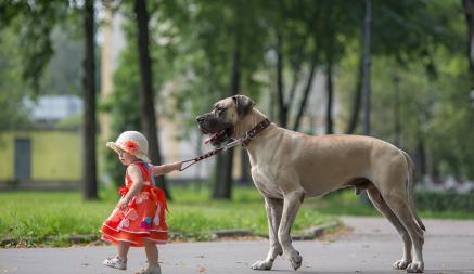 Можно ли детям выгуливать собак? В МВД Беларуси рассказали о штрафах