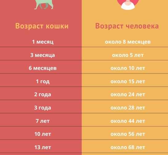 Таблица Telegraf.news по данным Koty.pl