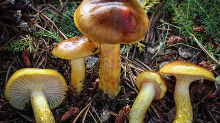 Сезон этого гриба только начался в Беларуси. Где можно найти и как приготовить?