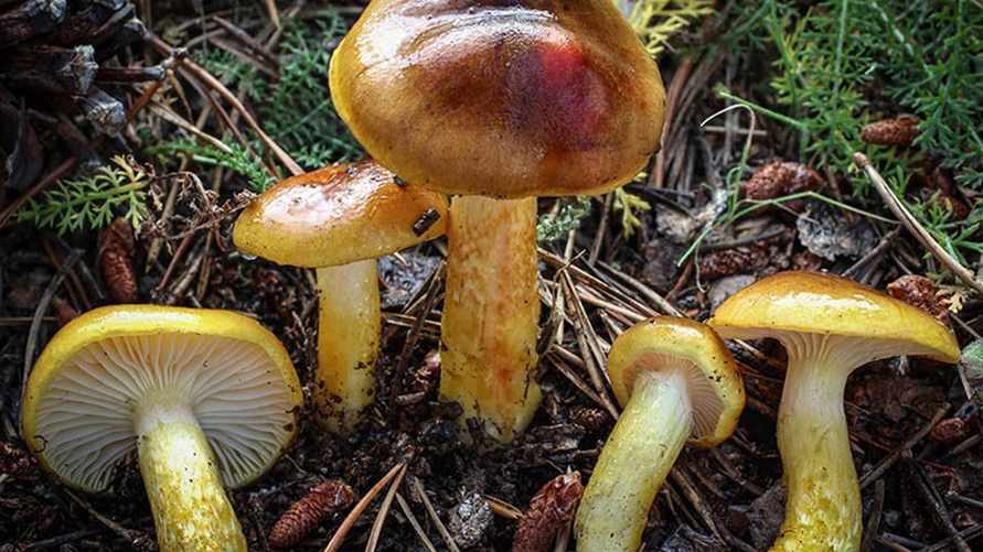 Фото: wikigrib.ru