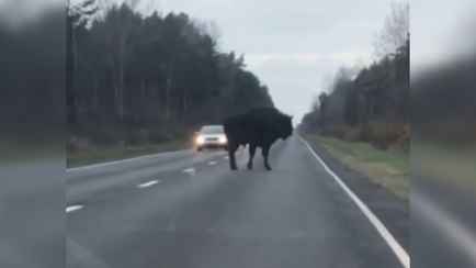«А он вообще тут что забыл?» — Белорусы поделились видео, как зубр устроил пробку под Брестом