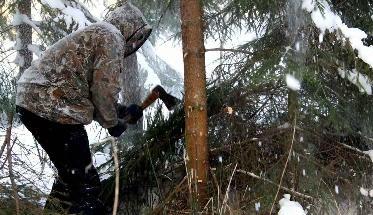 До 1110 рублей. Чиновники предупредили белорусов о штрафах за незаконные ёлки