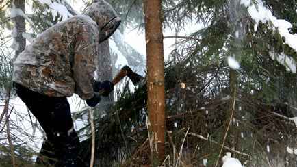 До 1110 рублей. Чиновники предупредили белорусов о штрафах за незаконные ёлки