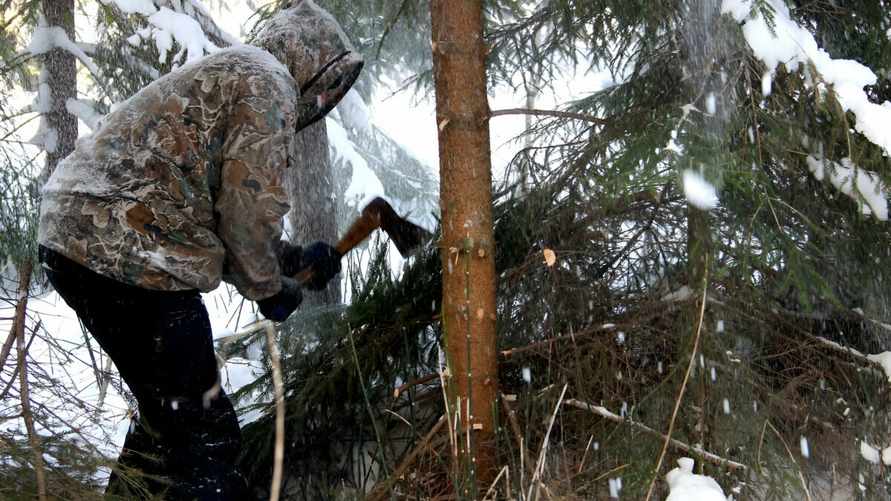 До 1110 рублей. Чиновники предупредили белорусов о штрафах за незаконные ёлки
