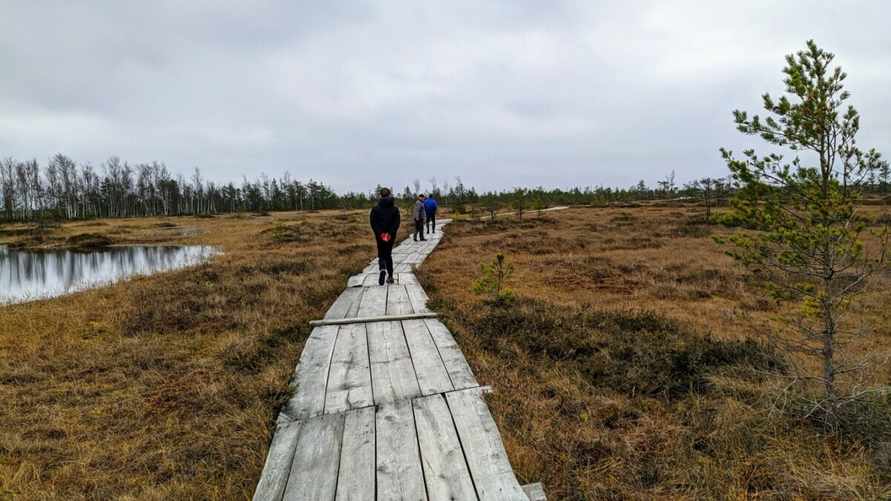 Учёные установили возраст белорусского болота Ельня. Сколько тысяч лет?