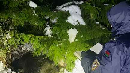 Дикий кабан убил охотника под Минском