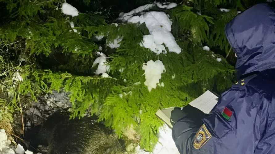 Дикий кабан убил охотника под Минском