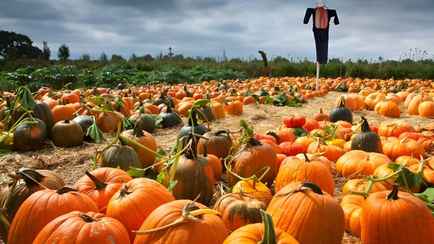 Microsoft купила тыквенную ферму для развития искусственного интеллекта. Как объяснила?