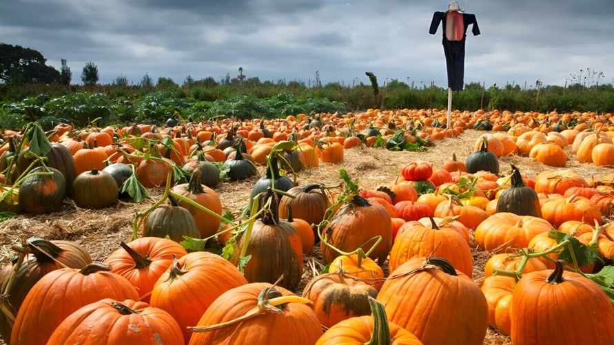 Microsoft купила тыквенную ферму для развития искусственного интеллекта. Как объяснила?