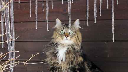 До +3°С и мокрый снег с дождём. Синоптики предупредили белорусов об оттепели с 11 по 17 декабря