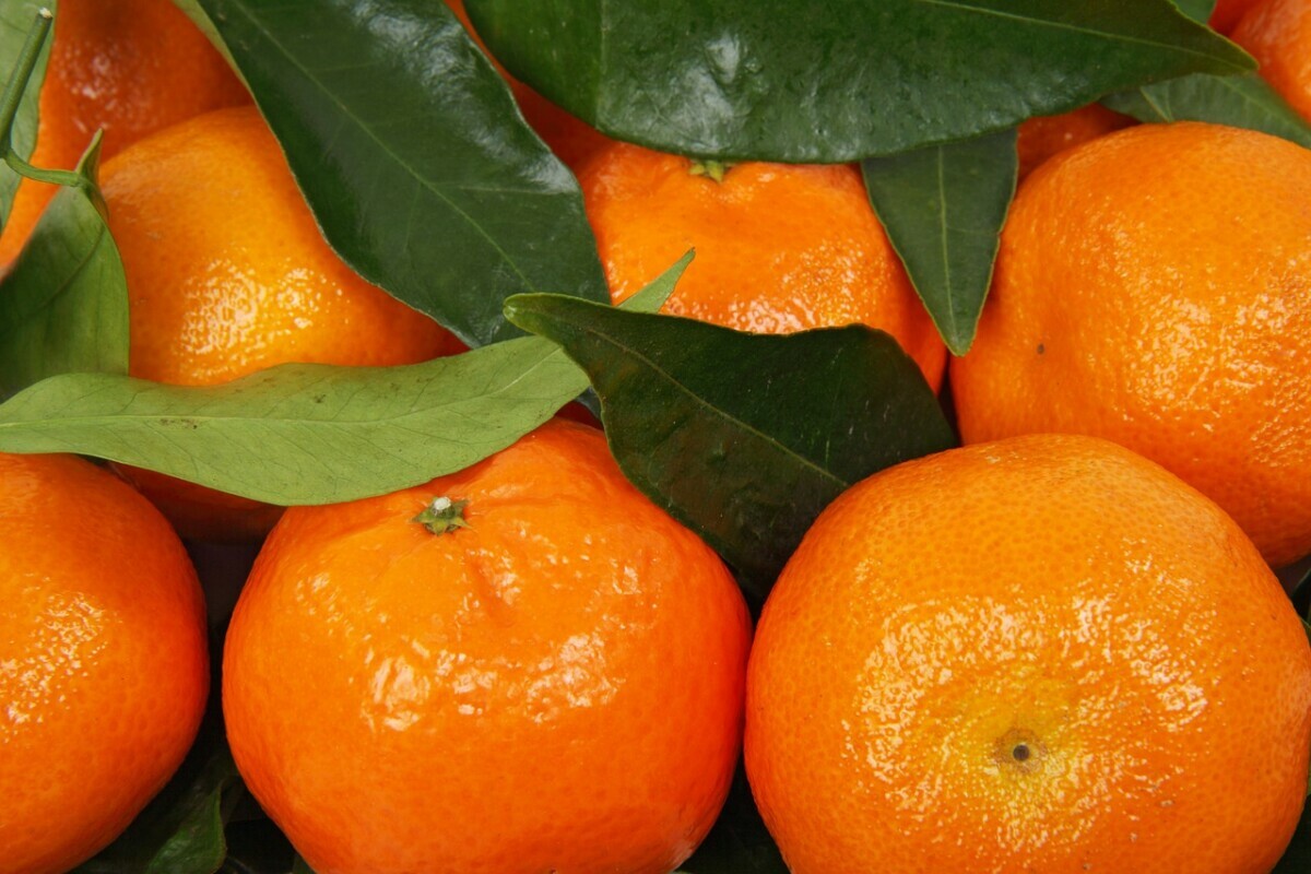 Чем клементины отличаются от мандаринов? Узнали, какой фрукт слаще и без косточек