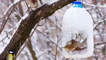Как сделать простую кормушку для птиц? Не выбрасывайте эти предметы
