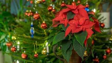 Обязательно сделайте это после покупки “Рождественской звезды”. Иначе она потеряет листья