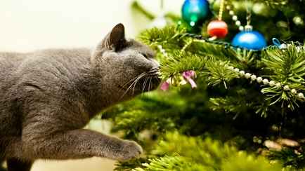 Что сделать, чтобы искусственная елка пахла как живая? Используйте эти недорогие средства или легко приготовьте свои