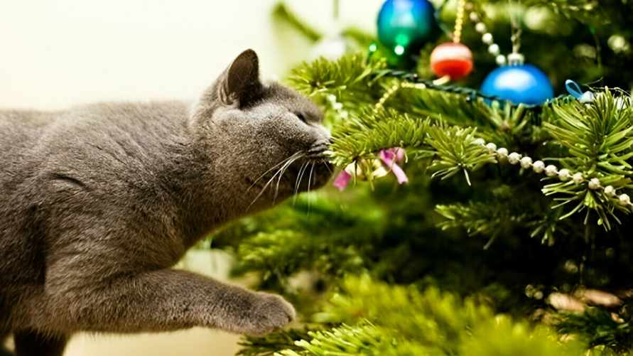 Что сделать, чтобы искусственная елка пахла как живая? Используйте эти недорогие средства или легко приготовьте свои