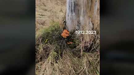 Белорусы ринулись в леса за зимними грибами. Что собирают ведрами и можно ли их есть?