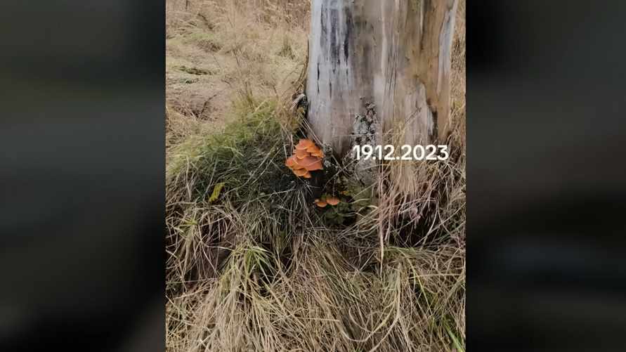 Белорусы ринулись в леса за зимними грибами. Что собирают ведрами и можно ли их есть?