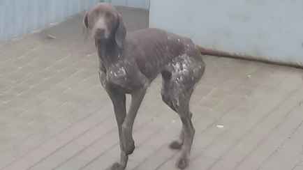 «Люди, пожалуйста, покормите» — Белорусы заметили пса на заправке и устроили поиски хозяина