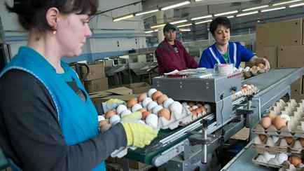Минсельхозпрод Беларуси пообещал поставить «братской России» излишки яиц