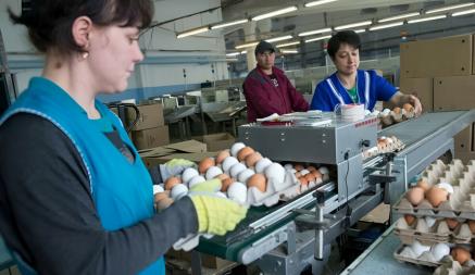 Минсельхозпрод Беларуси пообещал поставить «братской России» излишки яиц