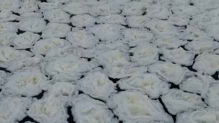 В Минске на Свислочи заметили странный жидкий лёд. Когда ждать «снежуру» и «зажор»?