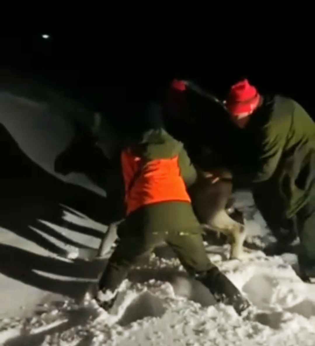 Под Полоцком охотники устроили лечебные растирания лосёнку и отпустили в лес