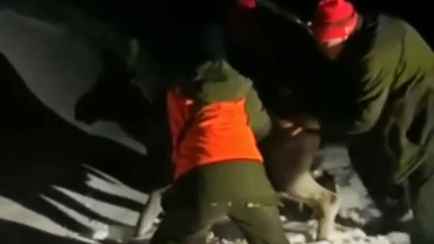 Под Полоцком охотники устроили лечебные растирания лосёнку и отпустили в лес