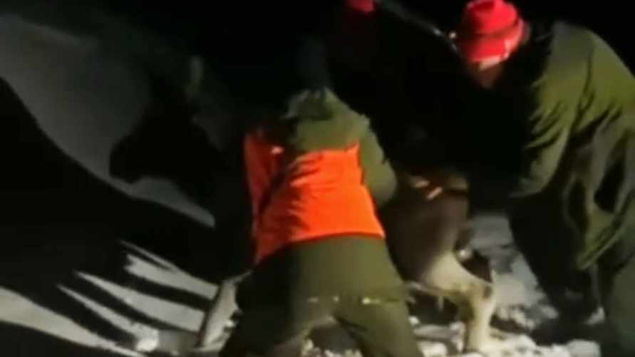 Под Полоцком охотники устроили лечебные растирания лосёнку и отпустили в лес