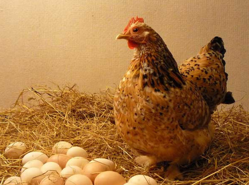 Какие яйца полезнее — магазинные или домашних кур? Эксперты рассказали о преимуществах и рисках
