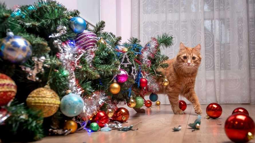 Чем опрыскать ёлку, чтобы кошка потеряла к ней интерес? Узнали, какие запахи ей не нравятся