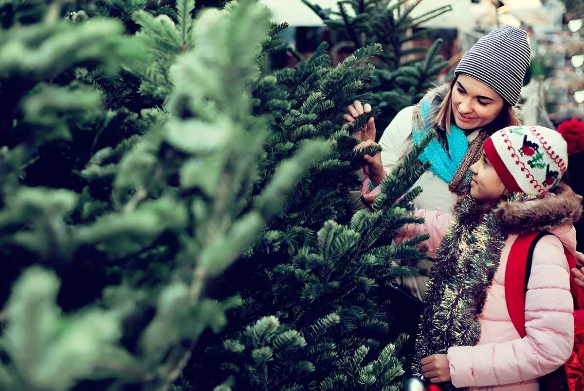 Как выбрать хорошую живую ёлку на Новый год? Зажмите ветви между пальцами