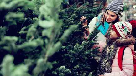 Как выбрать хорошую живую ёлку на Новый год? Зажмите ветви между пальцами