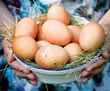 Какие яйца полезнее — магазинные или домашних кур? Эксперты рассказали о преимуществах и рисках