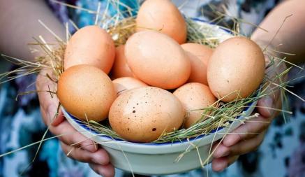Какие яйца полезнее — магазинные или домашних кур? Эксперты рассказали о преимуществах и рисках