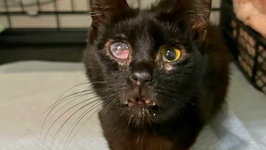 «Ели тараканов, пили жижу» – В Минске нашли «ад для котов»