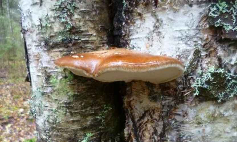 Березовая губка