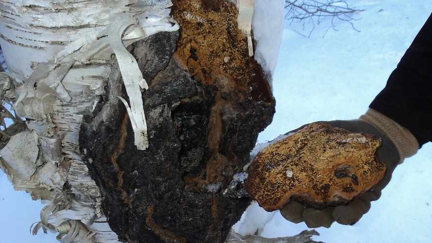 Зачем белорусам искать зимой в лесу чагу? Вот кому стоит пить настой этого "волшебного" гриба