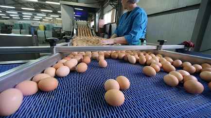 Турция пообещали обеспечить Россию яйцами «в полном объеме». А Беларусь подключится?