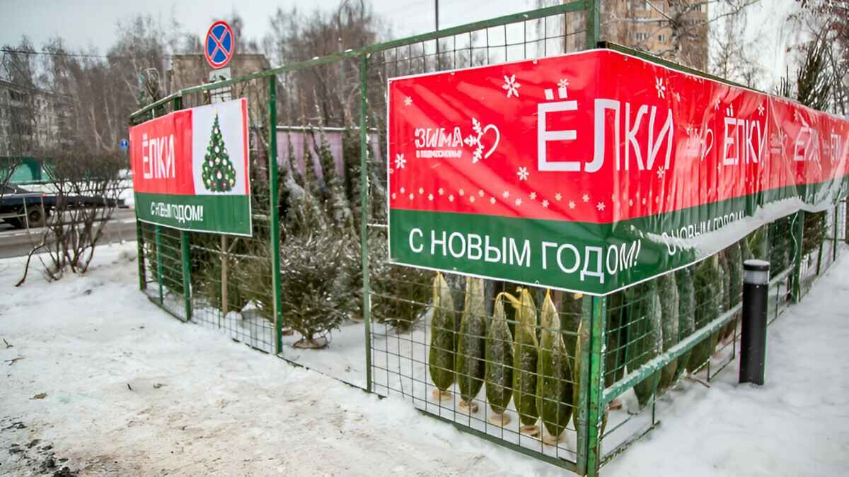 Где минчанам купить почти  2-метровую ёлку за 30, а не 80 рублей? Минлесхоз устроил целый квест