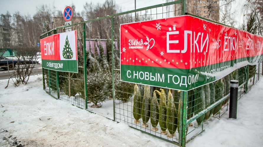 Где минчанам купить почти 2-метровую ёлку за 30, а не 80 рублей? Минлесхоз устроил целый квест