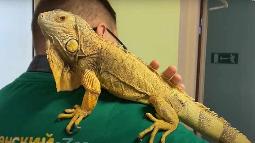 В Гродненском зоопарке символом 2024 года выбрали игуану Асю. Посмотрите, какая она ласковая