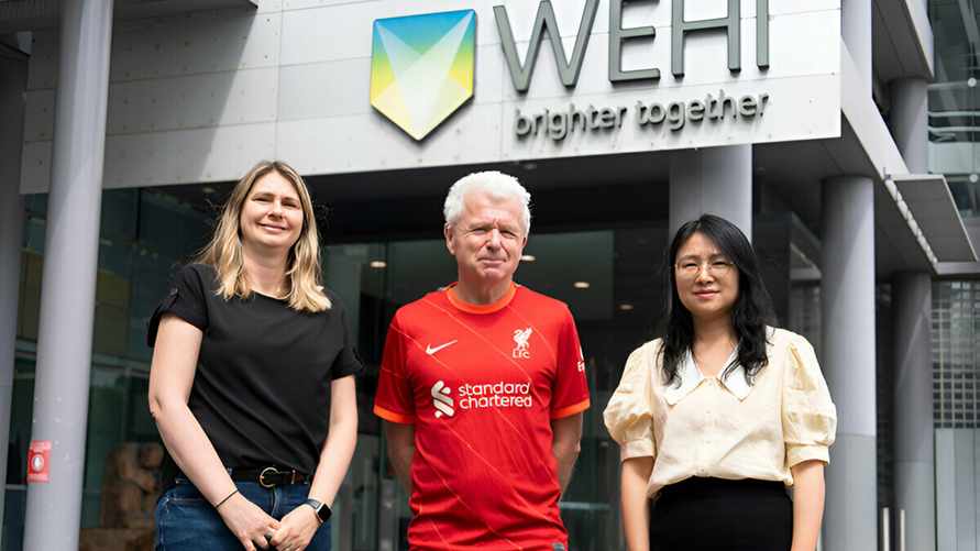 Доцент Джемма Келли, профессор Андреас Штрассер и доктор Зилу Ванг из WEHI.