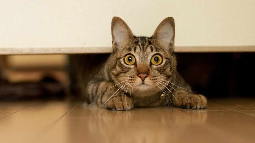 Что делать, если ваша кошка боится гостей? Этот трюк может ее переубедить